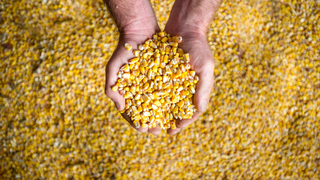 COVID-19 has robbed us of canned corn